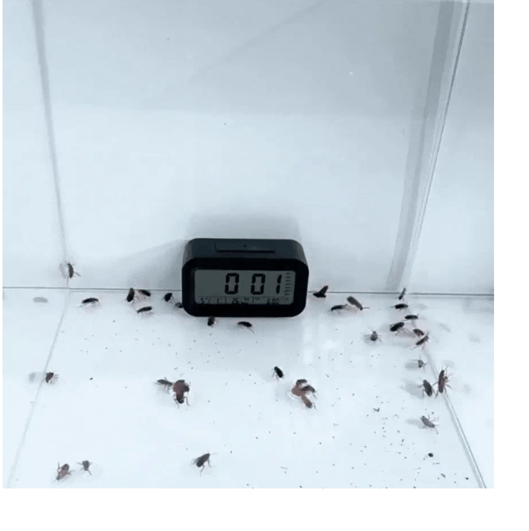 Cockroach Killer Gel Home Strong for Kitchen